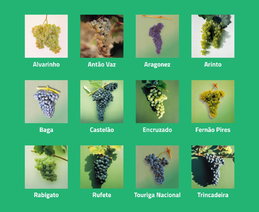 Guia Completo: Como Escolher Vinhos pela Região ou Uva