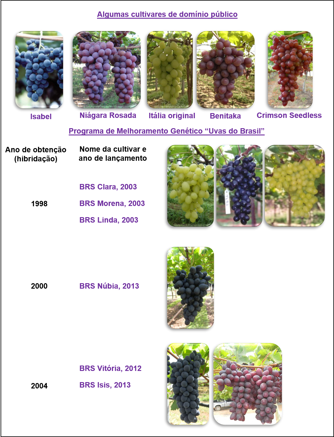 Indicações Geográficas Brasileiras: O Potencial dos Vinhos Nacionais