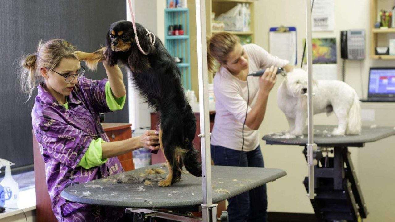 SEO local para pet shops e banho e tosa