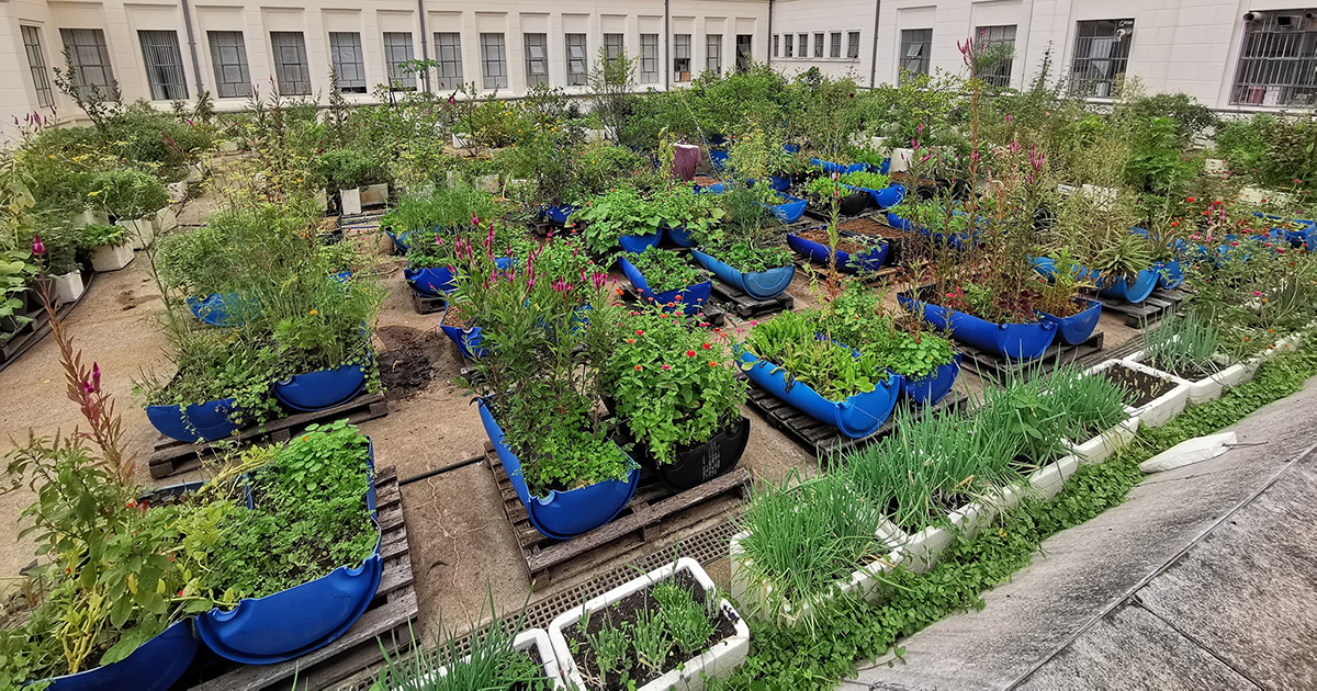 A Importância dos Backlinks para o SEO de Projetos de Agricultura Urbana