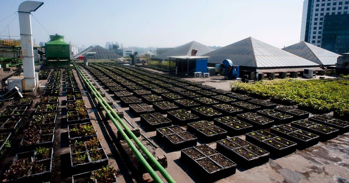 A Importância dos Backlinks para o SEO de Projetos de Agricultura Urbana