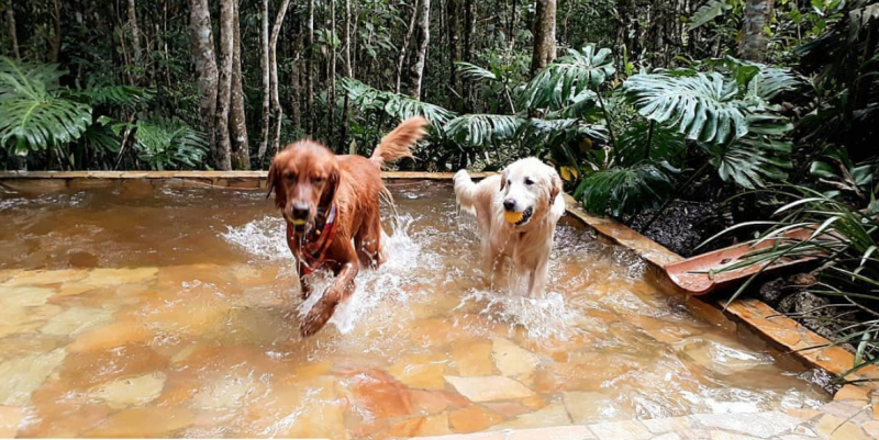 Conteúdo que Engaja: Ideias de Blog para Hotéis que Aceitam Animais